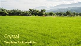  Presentation with scenery - PPT layouts consisting of landscape of green paddy farm background and a tawny brown colored foreground