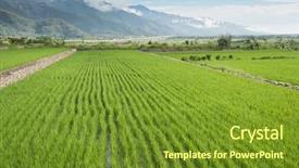  Presentation with green agriculture farm - PPT theme consisting of landscape of green paddy farm background and a  colored foreground