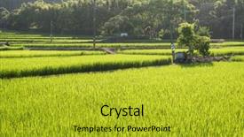  Presentation with farm - Amazing slide set having landscape of green paddy farm backdrop and a  colored foreground