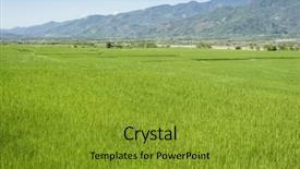  Presentation with green agriculture farm - PPT theme consisting of landscape of green paddy farm background and a gold colored foreground