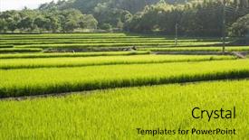  Presentation with rural india paddy field green - Slide deck with landscape of green paddy farm background and a  colored foreground