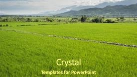  Presentation with scenery - Amazing presentation theme having landscape of green paddy farm backdrop and a tawny brown colored foreground