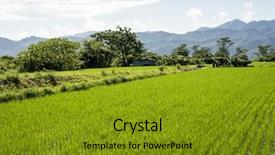  Presentation with rice paddy - Colorful presentation theme enhanced with landscape of green paddy farm backdrop and a gold colored foreground