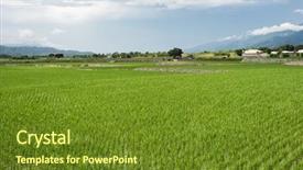  Presentation with rice paddy - Presentation design enhanced with landscape of green paddy farm background and a tawny brown colored foreground