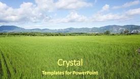  Presentation with rice paddy - Amazing PPT theme having landscape of green paddy farm backdrop and a tawny brown colored foreground