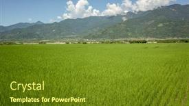  Presentation with green agriculture farm - PPT theme consisting of landscape-of-green-paddy-farm background and a tawny brown colored foreground