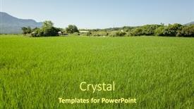  Presentation with green agriculture farm - Audience pleasing slide deck consisting of landscape-of-green-paddy-farm backdrop and a tawny brown colored foreground