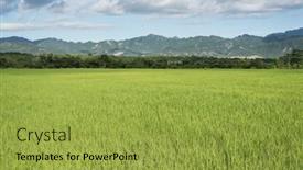  Presentation with green agriculture farm - Slide deck having landscape-of-green-paddy-farm background and a  colored foreground