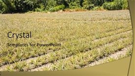  Presentation with agriculture - Amazing slides having landscape of pineapple farm backdrop and a yellow colored foreground