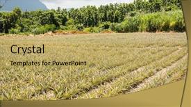  Presentation with agriculture - Amazing slide deck having landscape of pineapple farm backdrop and a yellow colored foreground