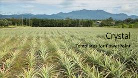  Presentation with nobody - PPT layouts consisting of landscape of pineapple farm background and a yellow colored foreground