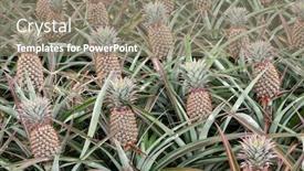  Presentation with taiwan - Audience pleasing presentation theme consisting of landscape-of-pineapple-farm backdrop and a gray colored foreground
