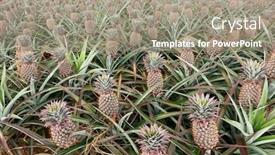 Presentation with taiwan - Colorful slide set enhanced with landscape-of-pineapple-farm backdrop and a gray colored foreground