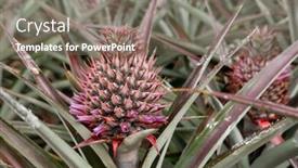  Presentation with pineapple - Amazing theme having landscape-of-pineapple-farm backdrop and a gray colored foreground
