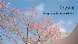  Presentation with pink silk - Cool new slide set with landscape-of-pink-silk-floss backdrop and a light blue colored foreground