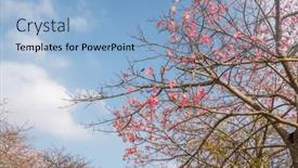  Presentation with pink silk - Presentation design consisting of landscape-of-pink-silk-floss and a light blue colored foreground