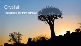  Presentation with tree - Presentation featuring landscape-of-quiver-tree-forest background and a teal colored foreground