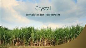  Presentation with sugar cane - Presentation design with landscape of sugar cane plantation background and a light blue colored foreground