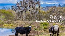  Presentation with natural - Amazing slide deck having landscape-of-the-miraflor-natural backdrop and a violet colored foreground