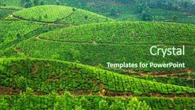  Presentation with kerala - Beautiful theme featuring landscape of the tea plantations backdrop and a  colored foreground