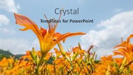  Presentation with lily - Amazing PPT theme having landscape-of-tiger-lily-orange backdrop and a light blue colored foreground