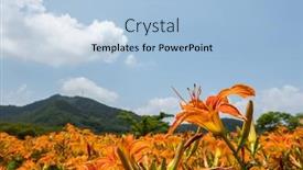  Presentation with lily - Presentation design enhanced with landscape-of-tiger-lily-orange background and a light blue colored foreground