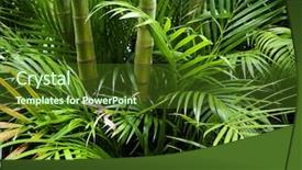  Presentation with tropical forest - Theme with japanese forest - landscape of tropical bamboo plant background and a tawny brown colored foreground