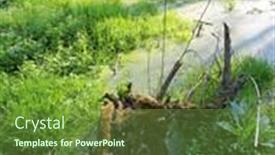  Presentation with old wood - Presentation design with landscape-old-wood-with-moss background and a tawny brown colored foreground