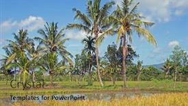  Presentation with rice fields - Amazing PPT theme having landscape on lombok in indonesia with rice fields and palm trees backdrop and a gold colored foreground