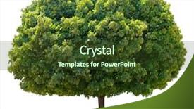  Presentation with maple - Audience pleasing slides consisting of landscape plants - maple tree isolated over white backdrop and a tawny brown colored foreground