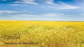  Presentation with maroc - Amazing slides having landscape spring season field full of yellow flowers and red poppies maroc africa backdrop and a gold colored foreground