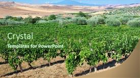  Presentation with vineyard - Cool new slide set with landscape-vineyard-in-sicily-summer backdrop and a forest green colored foreground