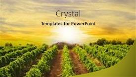  Presentation with vineyard - Audience pleasing presentation consisting of landscape-vineyard-row-at-sunset backdrop and a coral colored foreground