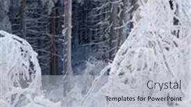  Presentation with forest winter - Presentation design consisting of landscape-with-a-fabulous-winter background and a light gray colored foreground