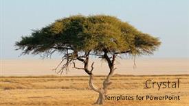  Presentation with thorn - PPT theme consisting of landscape-with-a-thorn-tree background and a yellow colored foreground