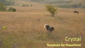  Presentation with hay field - Slides featuring landscape with a traditional hay field full of wild flowers and grasses surrounded by trees under a cloudy summer sky background and a tawny brown colored foreground