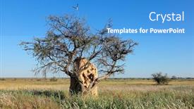  Presentation with termite - Slide deck featuring landscape-with-a-tree background and a teal colored foreground
