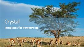  Presentation with kalahari - Slide deck consisting of landscape with acacia tree and springbok antelopes antidorcas marsupialis kalahari desert south africa background and a teal colored foreground