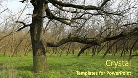  Presentation with oak forest - Presentation theme enhanced with landscape-with-big-oak-tree background and a  colored foreground