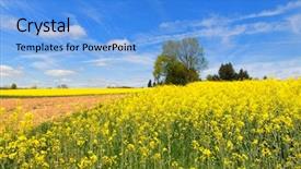  Presentation with soybean seed soy field seeding - Audience pleasing PPT theme consisting of landscape with blooming yellow rape backdrop and a light blue colored foreground