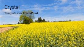  Presentation with soybean seed soy field seeding - Cool new slide deck with landscape with blooming yellow rape backdrop and a light blue colored foreground