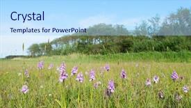  Presentation with orchids - Cool new theme with landscape with field wild orchids backdrop and a  colored foreground