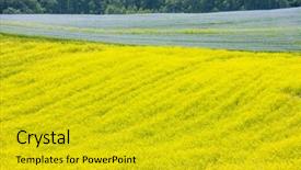  Presentation with czech republic - Amazing PPT theme having landscape-with-flax-and-rape backdrop and a gold colored foreground
