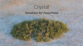  Presentation with landscape desert - Cool new presentation with landscape-with-green-bush backdrop and a light gray colored foreground