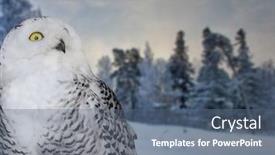  Presentation with snow blizzard in winter - Cool new PPT theme with landscape with polar owl in snow winter forest backdrop and a ocean colored foreground