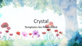  Presentation with single tree - Amazing theme having landscape with poppy flowers and single tree backdrop and a cool aqua colored foreground