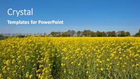  Presentation with seed - PPT theme featuring landscape-with-rape-seed background and a teal colored foreground