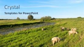  Presentation with sheep - PPT theme consisting of landscape-with-sheep-near-river background and a arctic colored foreground
