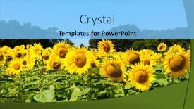  Presentation with sunflowers - Presentation theme enhanced with landscape-with-sunflowers background and a light blue colored foreground