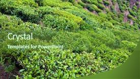  Presentation with tea - Theme featuring landscape with tea plantations background and a tawny brown colored foreground